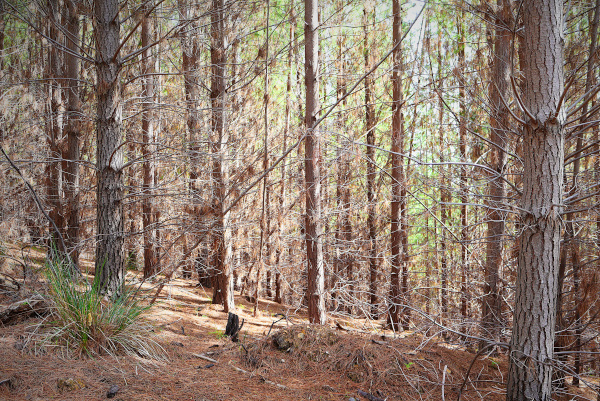 Pine Forest North East Victoria