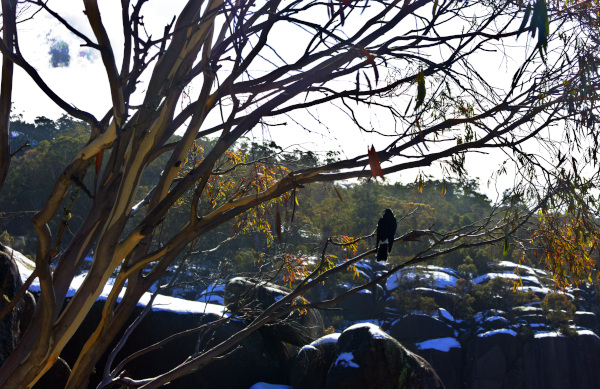 Lone magpie in the snow